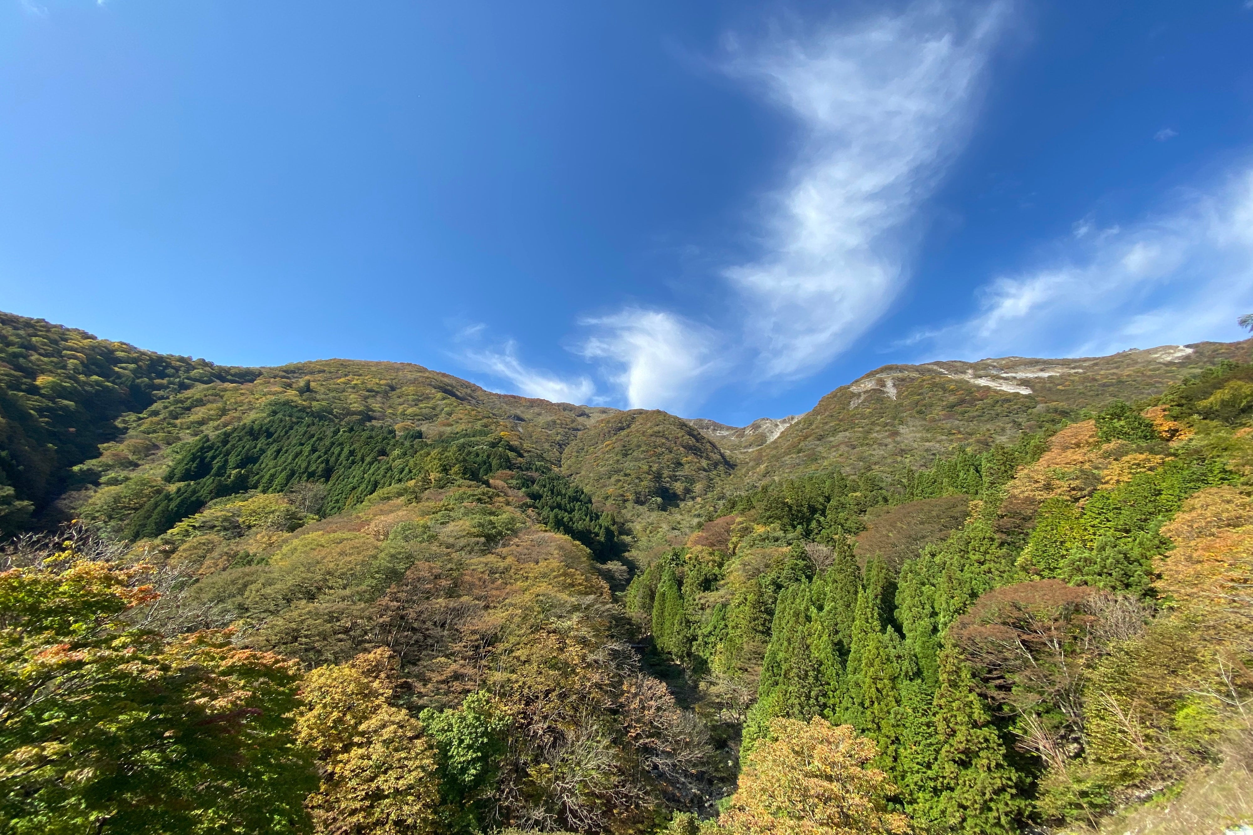 wamcaが伊吹山の薬草を選んだ理由
